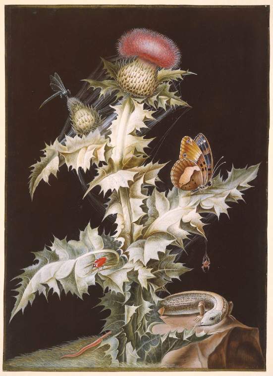 Onopordon acanthium (Common Cotton Thistle) with insects and a lizard, vintage artwork by Johann Bayer, 12x8" (A4) Poster