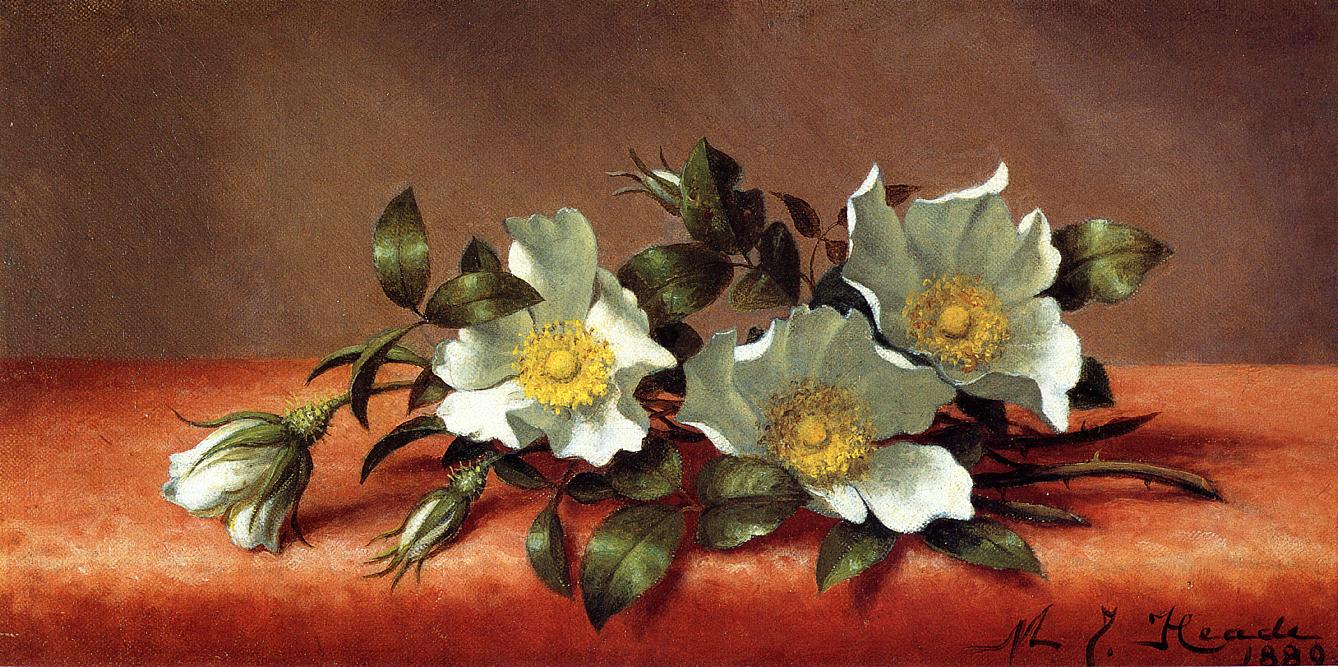 The Cherokee Rose, vintage artwork by Martin Johnson Heade, A3 (16x12") Poster Print