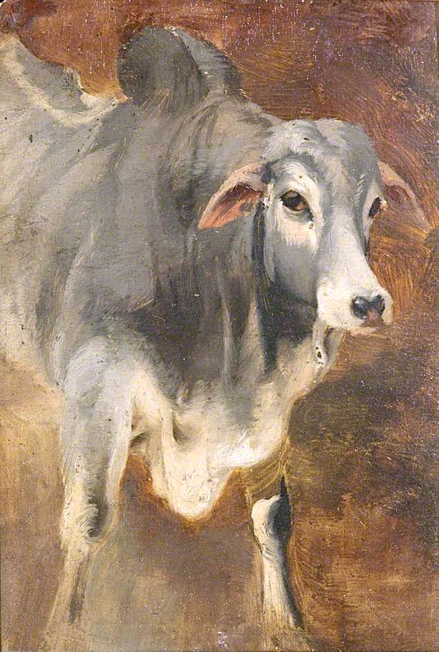 Study of an Ox, vintage artwork by William Huggins, A3 (16x12") Poster Print