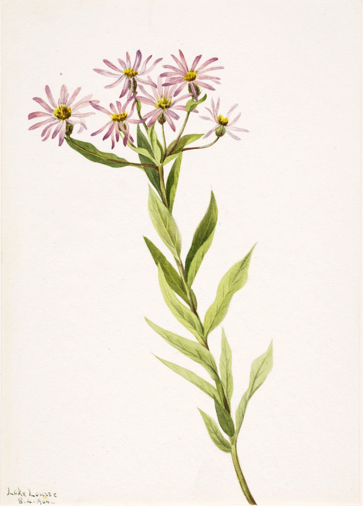 Aster Engelmann, vintage artwork by Mary Vaux Walcott, 12x8" (A4) Poster