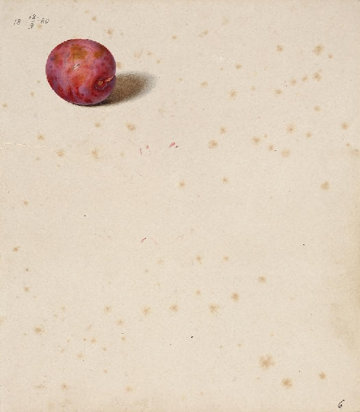 Plum, vintage artwork by Johann Wilhelm Preyer, A3 (16x12") Poster Print