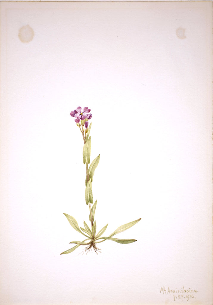 Arabis lyallii, vintage artwork by Mary Vaux Walcott, 12x8" (A4) Poster