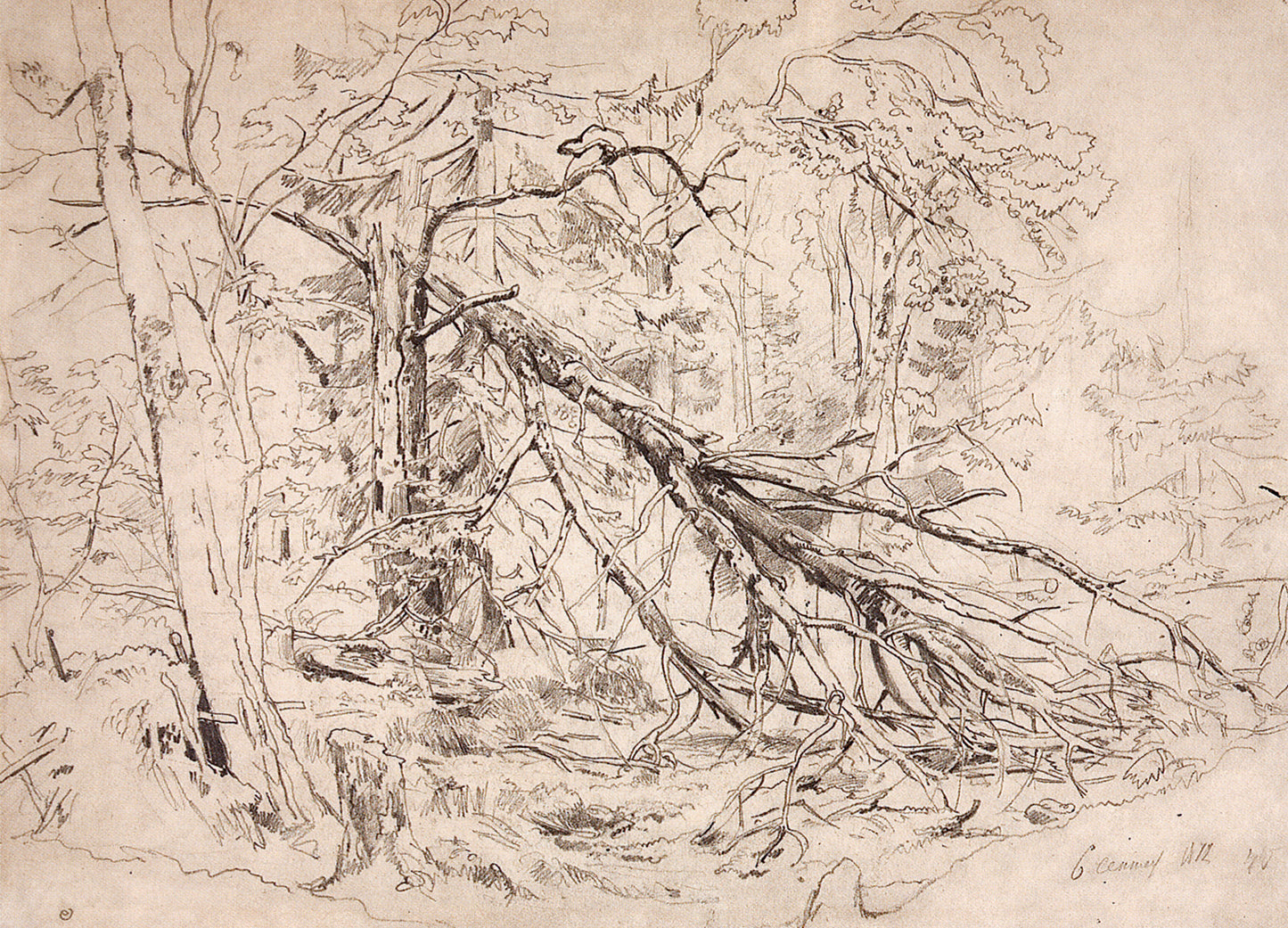 A Broken Birch Tree, vintage artwork by Ivan Ivanovich Shishkin, 12x8" (A4) Poster