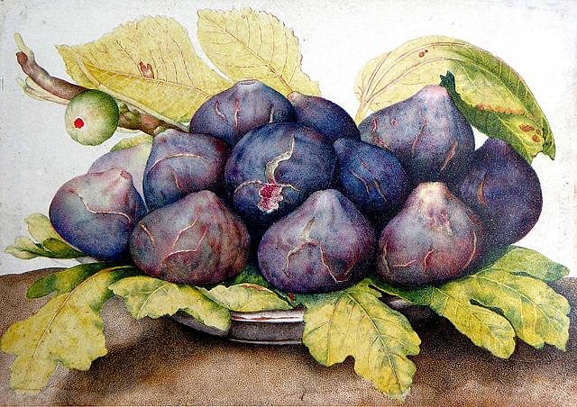 Plate of Figs, vintage artwork by Giovanna Garzoni, 12x8" (A4) Poster