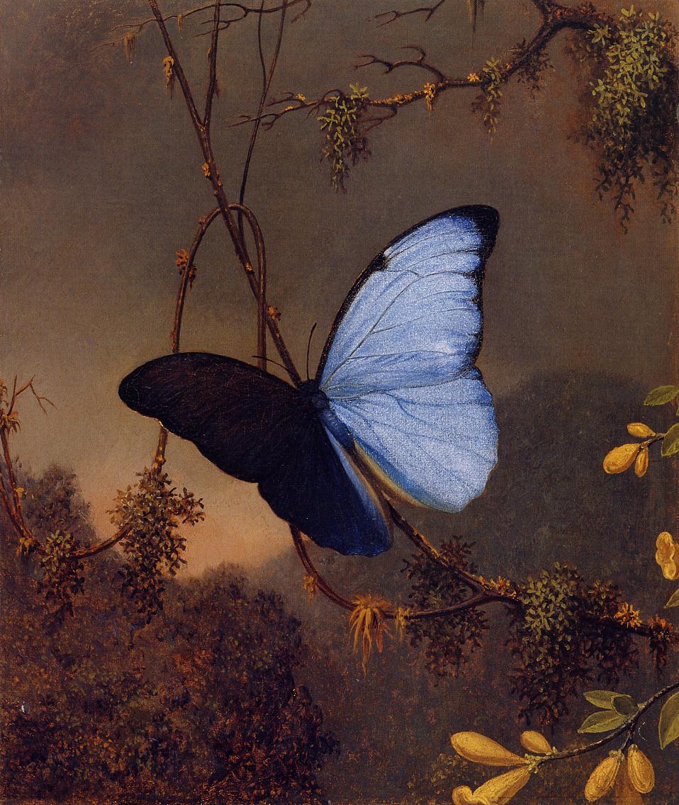 Blue Morpho Butterfly, vintage artwork by Martin Johnson Heade, A3 (16x12") Poster Print