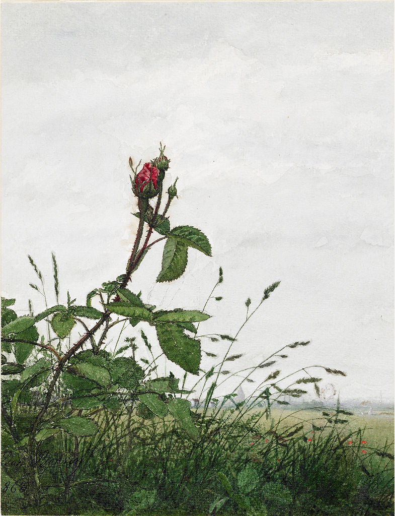 Rose and Grasses, vintage artwork by Leon Bonvin, 12x8" (A4) Poster