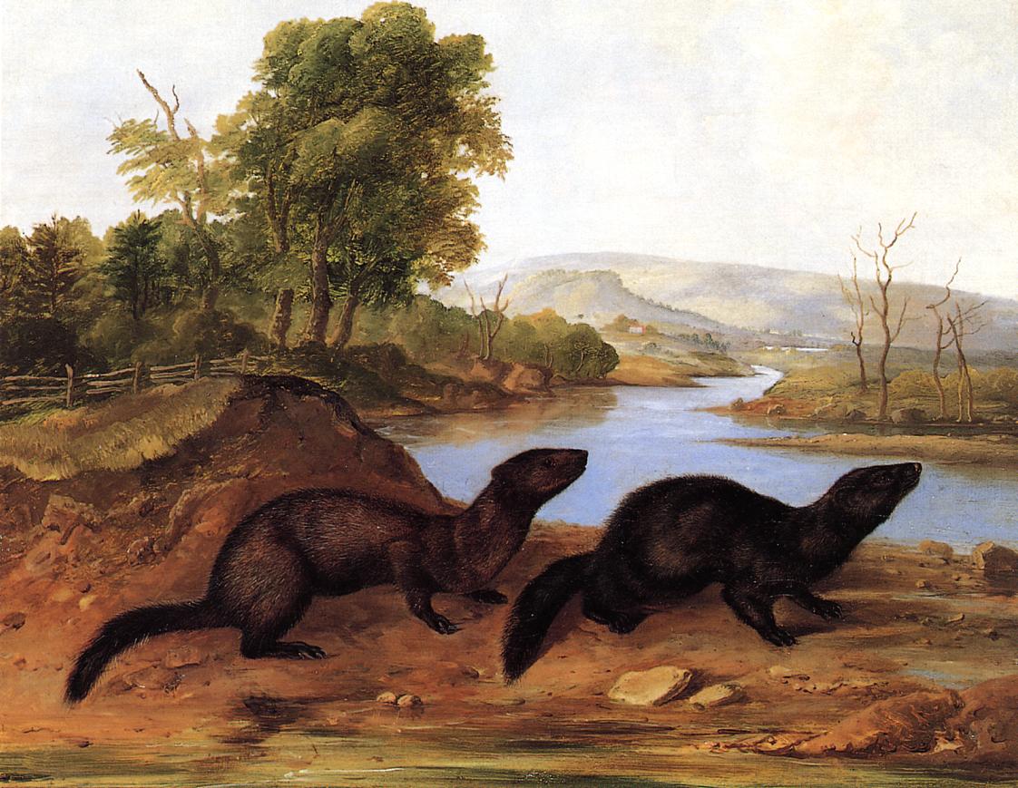 Mountain Brook Minks, vintage artwork by John Woodhouse Audubon, A3 (16x12") Poster Print