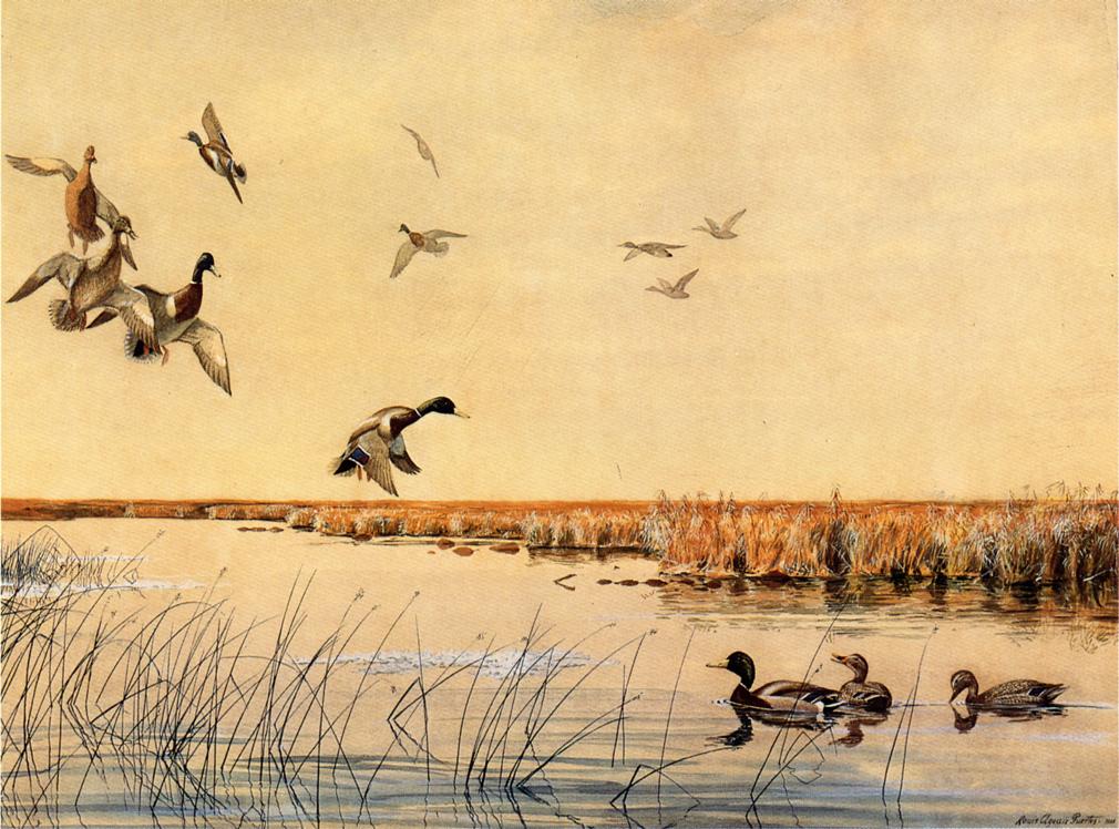 Coming In by Louis Agassiz Fuertes,16x12(A3) Poster