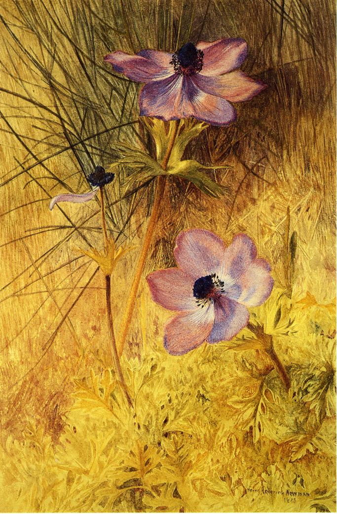 Florentine Wild Anemones, vintage artwork by Henry Roderick Newman, 12x8" (A4) Poster