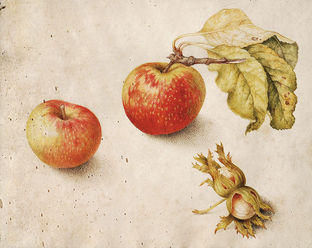 Apples and hazelnuts, vintage artwork by Giovanna Garzoni, 12x8" (A4) Poster