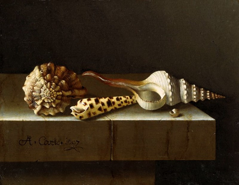 Still Life with Four Shells, vintage artwork by Adriaen Coorte, 12x8" (A4) Poster