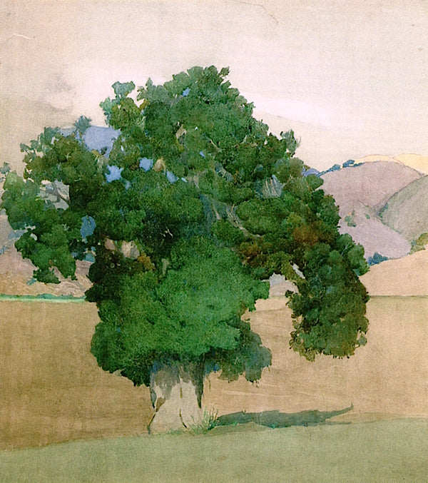 Carmel Valley Oak, vintage artwork by Arthur Matthews, 12x8" (A4) Poster