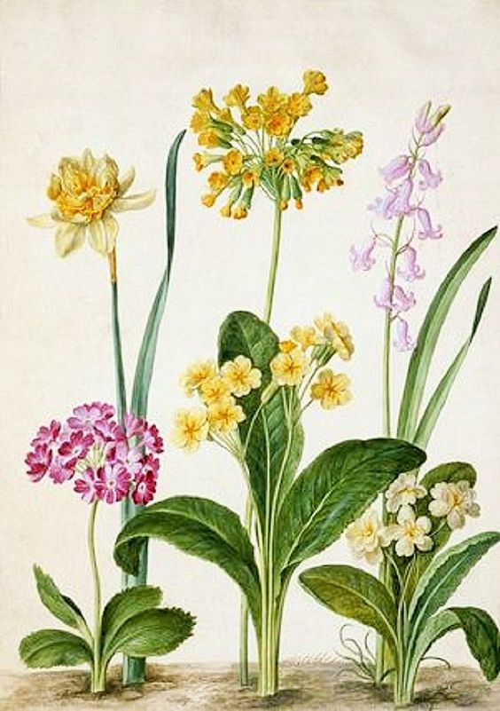 Cowslip, Primrose & other flowers, from Horti Itzsteinensis., vintage artwork by Johann Walter, 12x8" (A4) Poster