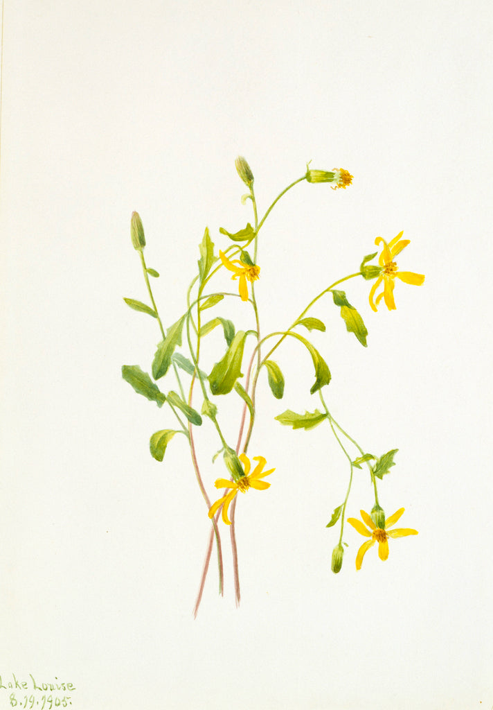 Alpine Ragwort (Senecio species), vintage artwork by Mary Vaux Walcott, 12x8" (A4) Poster