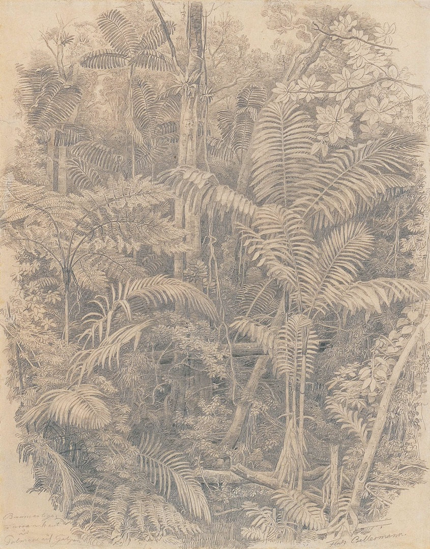 Study of Tropical Vegetation, vintage artwork by Ferdinand Konrad Bellermann, A3 (16x12") Poster Print