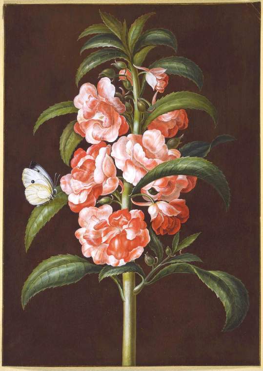 Balsam with Moth, vintage artwork by Johann Bayer, 12x8" (A4) Poster