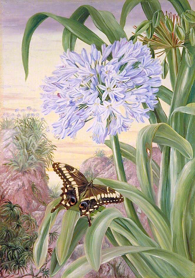 Blue Lily and a Large Butterfly, Natal, vintage artwork by Marianne North, 12x8" (A4) Poster