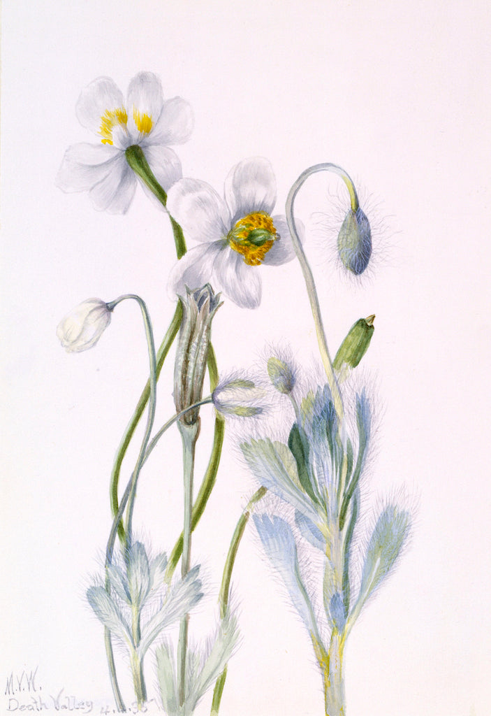 Bearpoppy (Arctomecon merriami), vintage artwork by Mary Vaux Walcott, 12x8" (A4) Poster