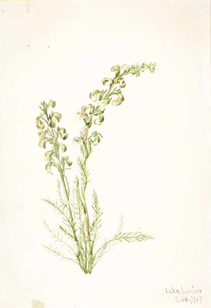 Alpine Fernlife (Pedicularis contorta), vintage artwork by Mary Vaux Walcott, 12x8" (A4) Poster