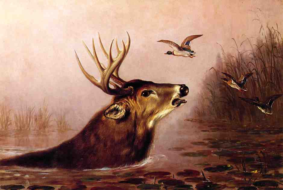 Deer in Marsh, vintage artwork by Arthur Fitzwilliam Tait, A3 (16x12") Poster Print