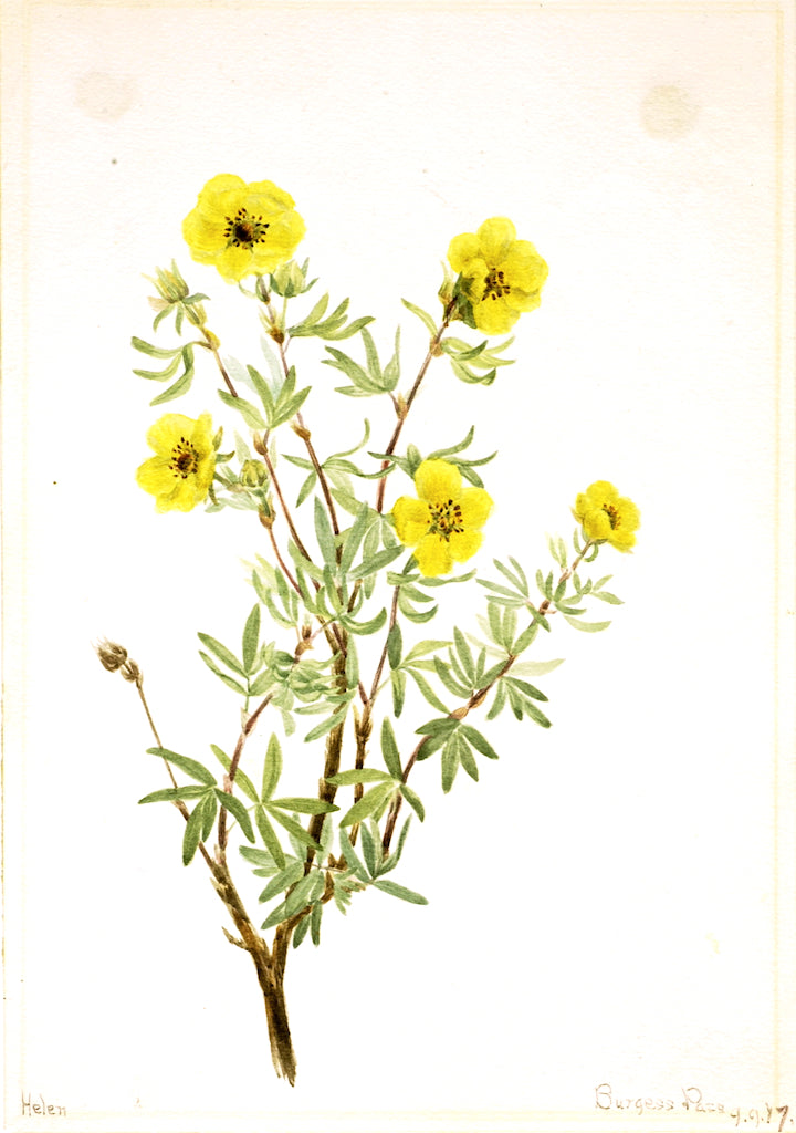 Bush Cinquefoil (Potentilla fruticosa) by Mary Vaux Walcott,A3(16x12")Poster