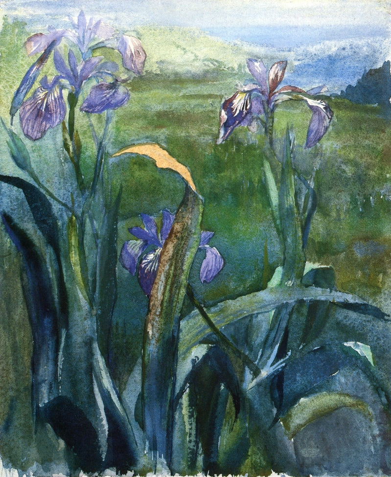 Blue Iris, Study, vintage artwork by John La Farge, 12x8" (A4) Poster