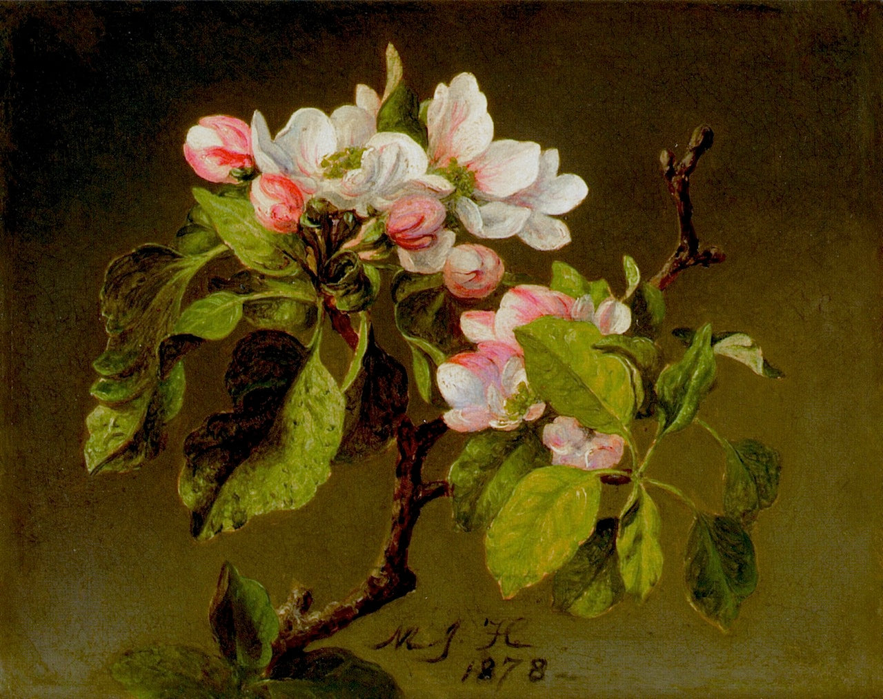 A Branch of Apple Blossoms and Buds, vintage artwork by Martin Johnson Heade, A3 (16x12") Poster Print