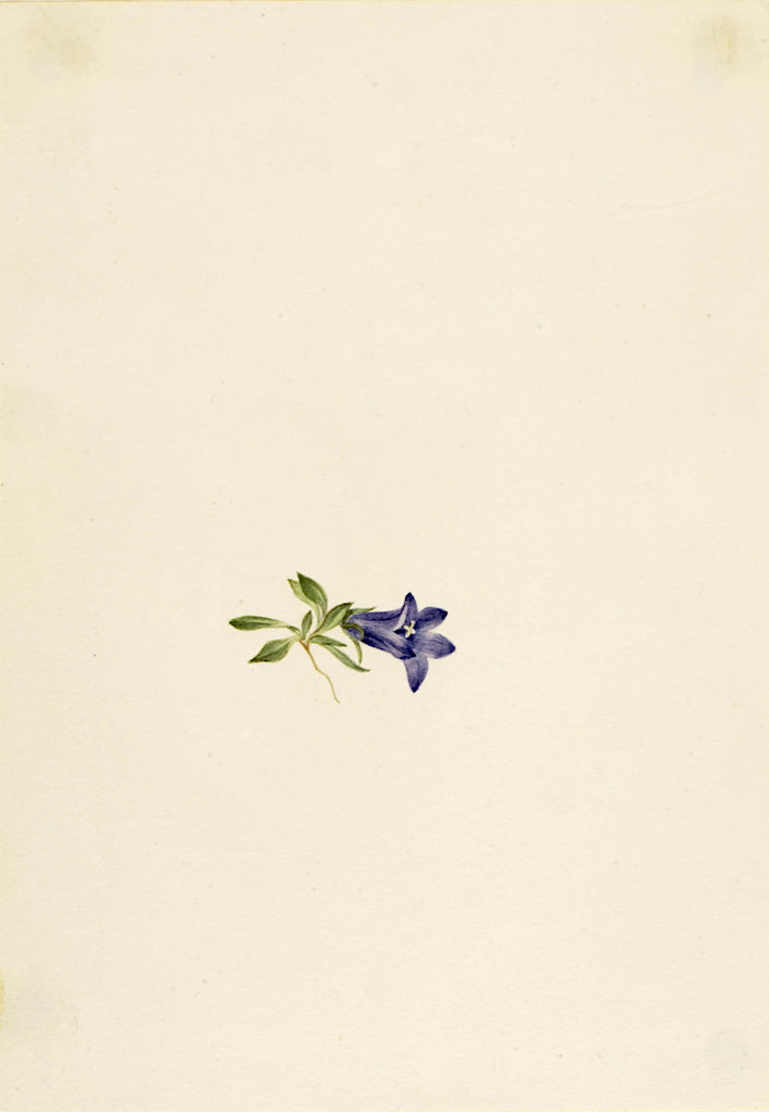 Alpine Harebell (Campanula lasiocarpa), vintage artwork by Mary Vaux Walcott, 12x8" (A4) Poster