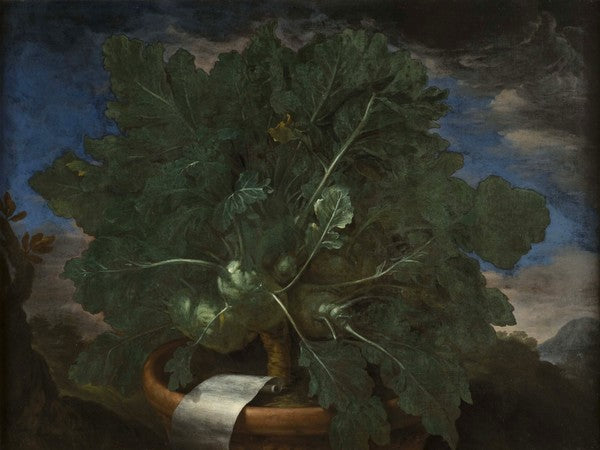 Cavolo "torzuto" in un vaso, vintage artwork by Bartolomeo Bimbi, 12x8" (A4) Poster