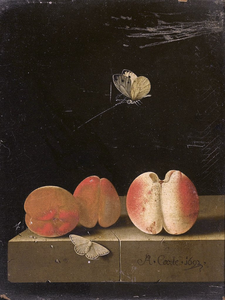 Still life with Peach and Two Apricots, vintage artwork by Adriaen Coorte, 12x8" (A4) Poster