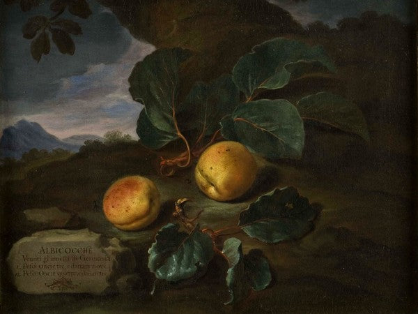 Albicocche di Germania, vintage artwork by Bartolomeo Bimbi, 12x8" (A4) Poster