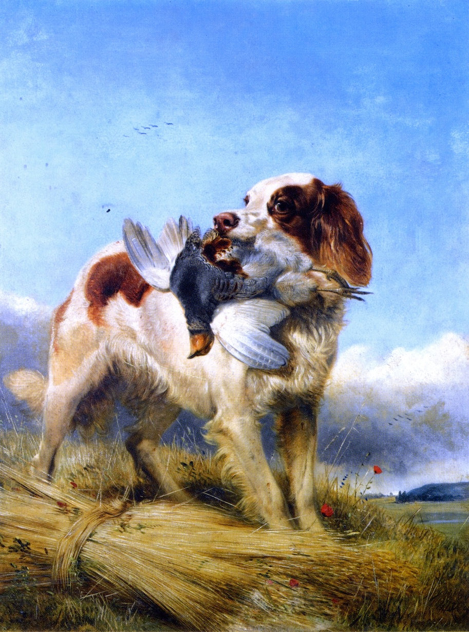 An English Setter Retrieving Partridge, vintage artwork by Richard Ansdell, A3 (16x12") Poster Print