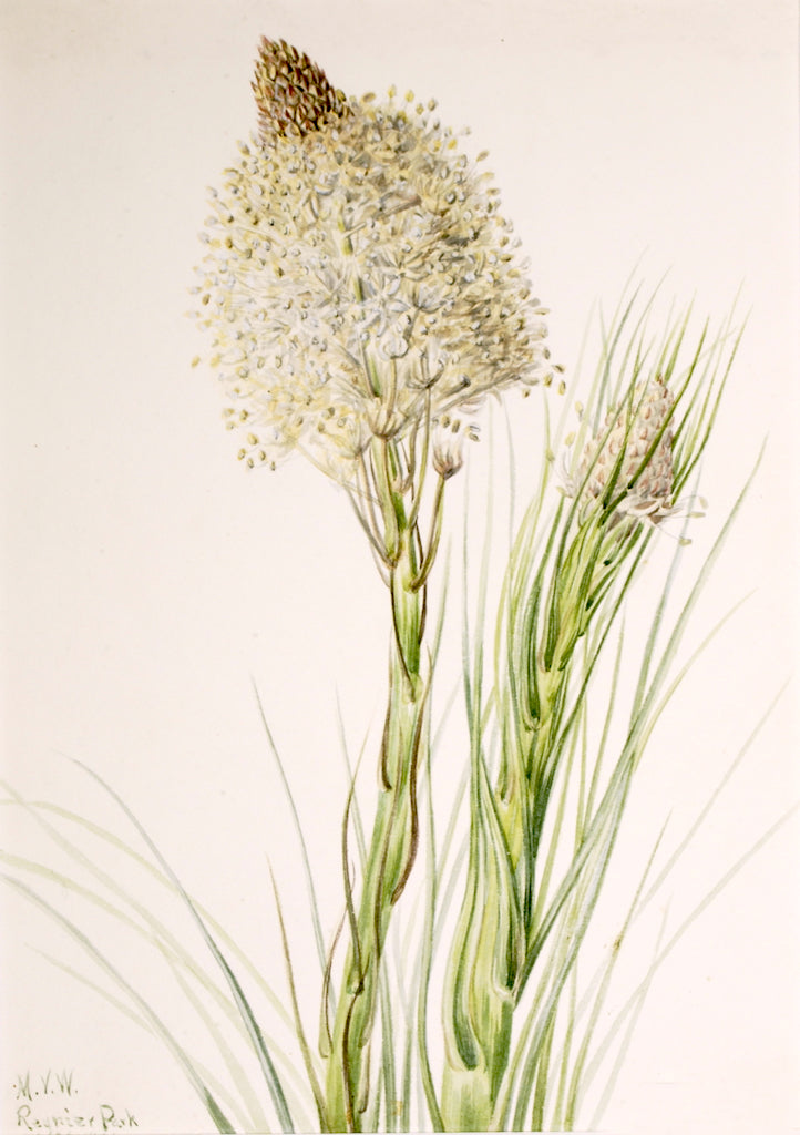 Beargrass (Xerophyllum tenax), vintage artwork by Mary Vaux Walcott, 12x8" (A4) Poster