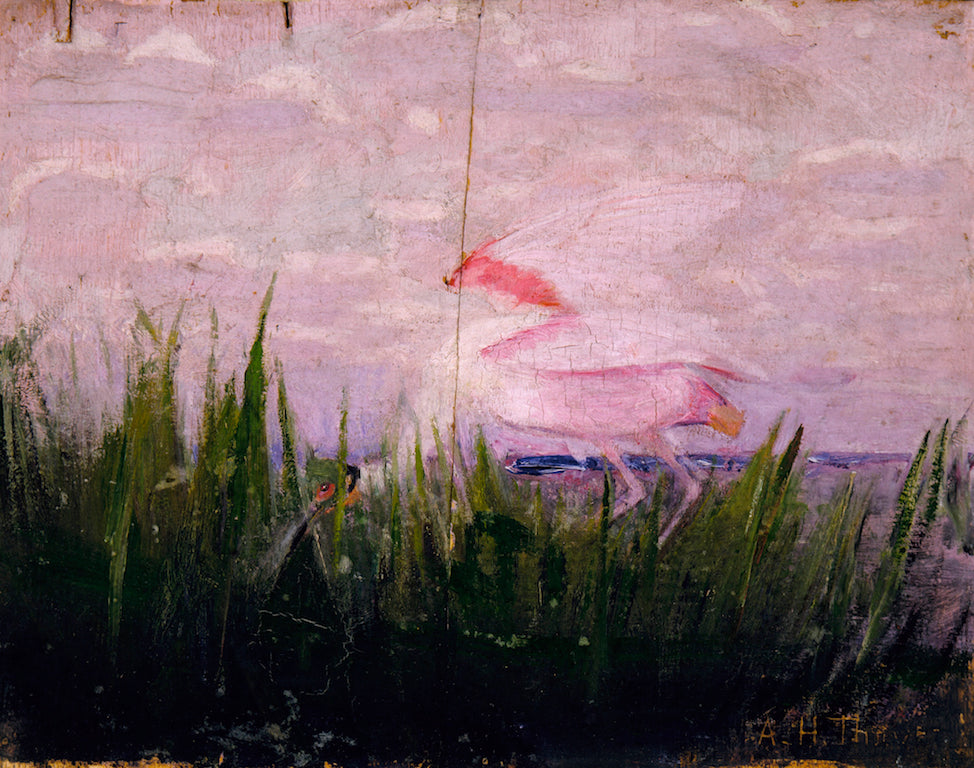 Roseate Spoonbill, vintage artwork by Abbott Handerson Thayer, 12x8" (A4) Poster