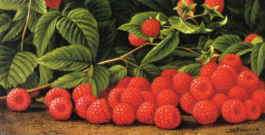 Raspberries, vintage artwork by Levi Wells Prentice, 12x8" (A4) Poster