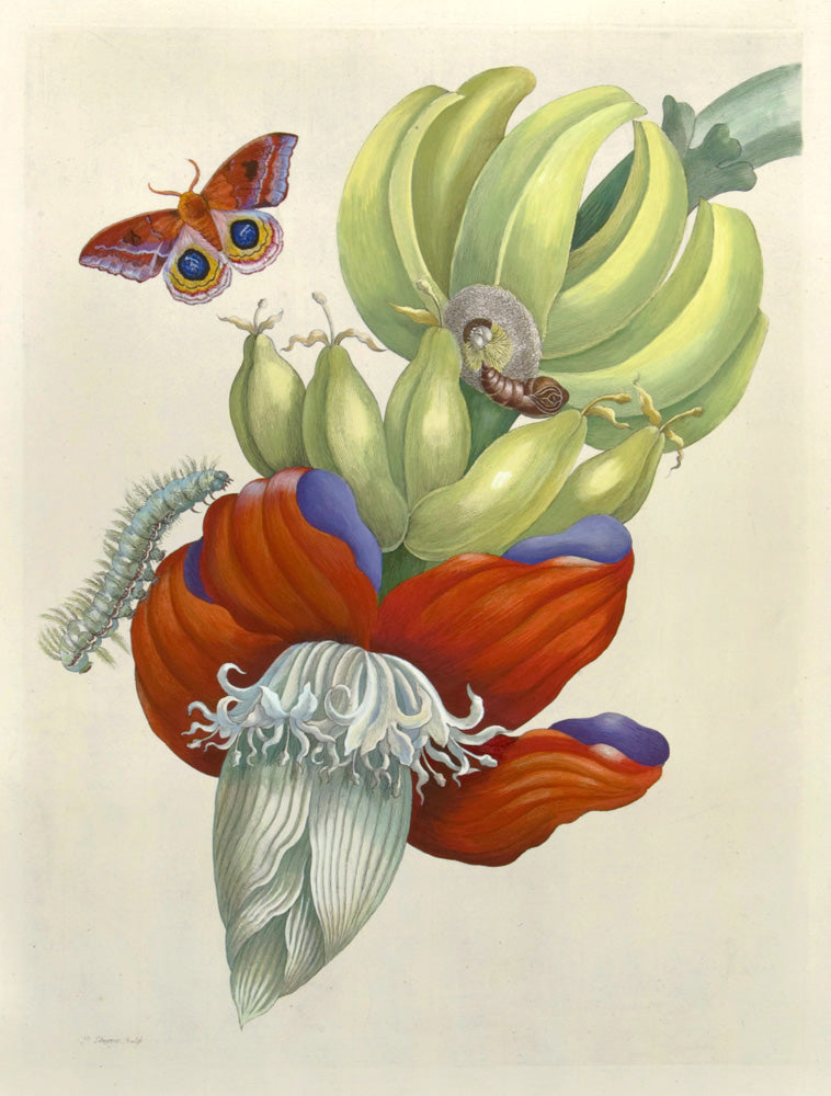 Banana, vintage artwork by Maria Sybilla Merian, 12x8" (A4) Poster