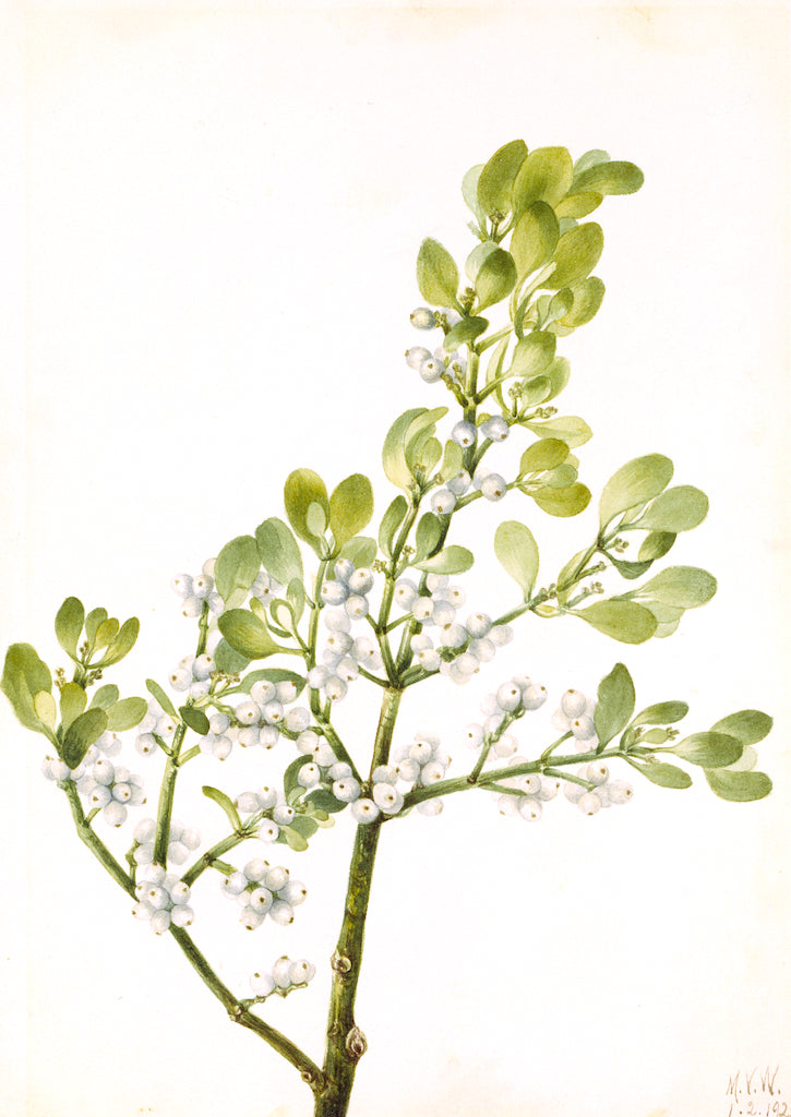 American Mistletoe (Phoradendron flavescens), vintage artwork by Mary Vaux Walcott, 12x8" (A4) Poster