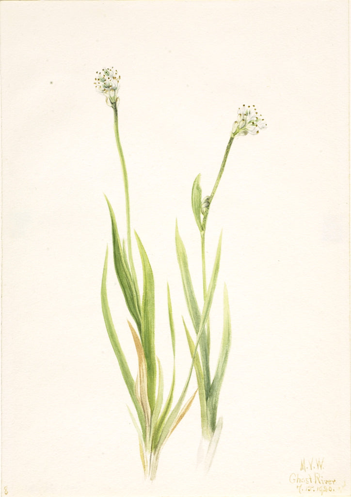 Bog-Asphodel (Tofieldia intermedia), vintage artwork by Mary Vaux Walcott, 12x8" (A4) Poster
