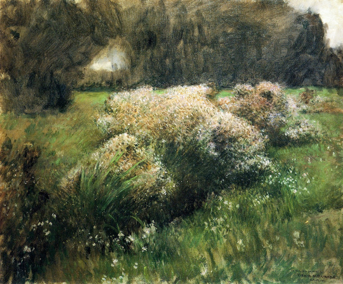 Wild Asters, Study, vintage artwork by Dennis Miller Bunker, 12x8" (A4) Poster