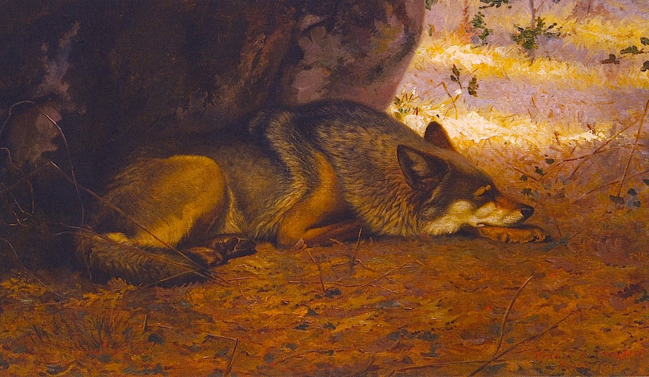 The Sleeping Wolf, vintage artwork by Ernest Thompson Seton, 12x8" (A4) Poster