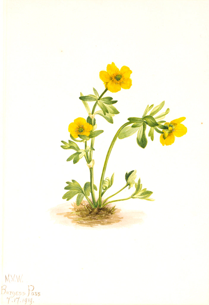 Avalanche Buttercup (Ranunculus suksdorfii), vintage artwork by Mary Vaux Walcott, 12x8" (A4) Poster