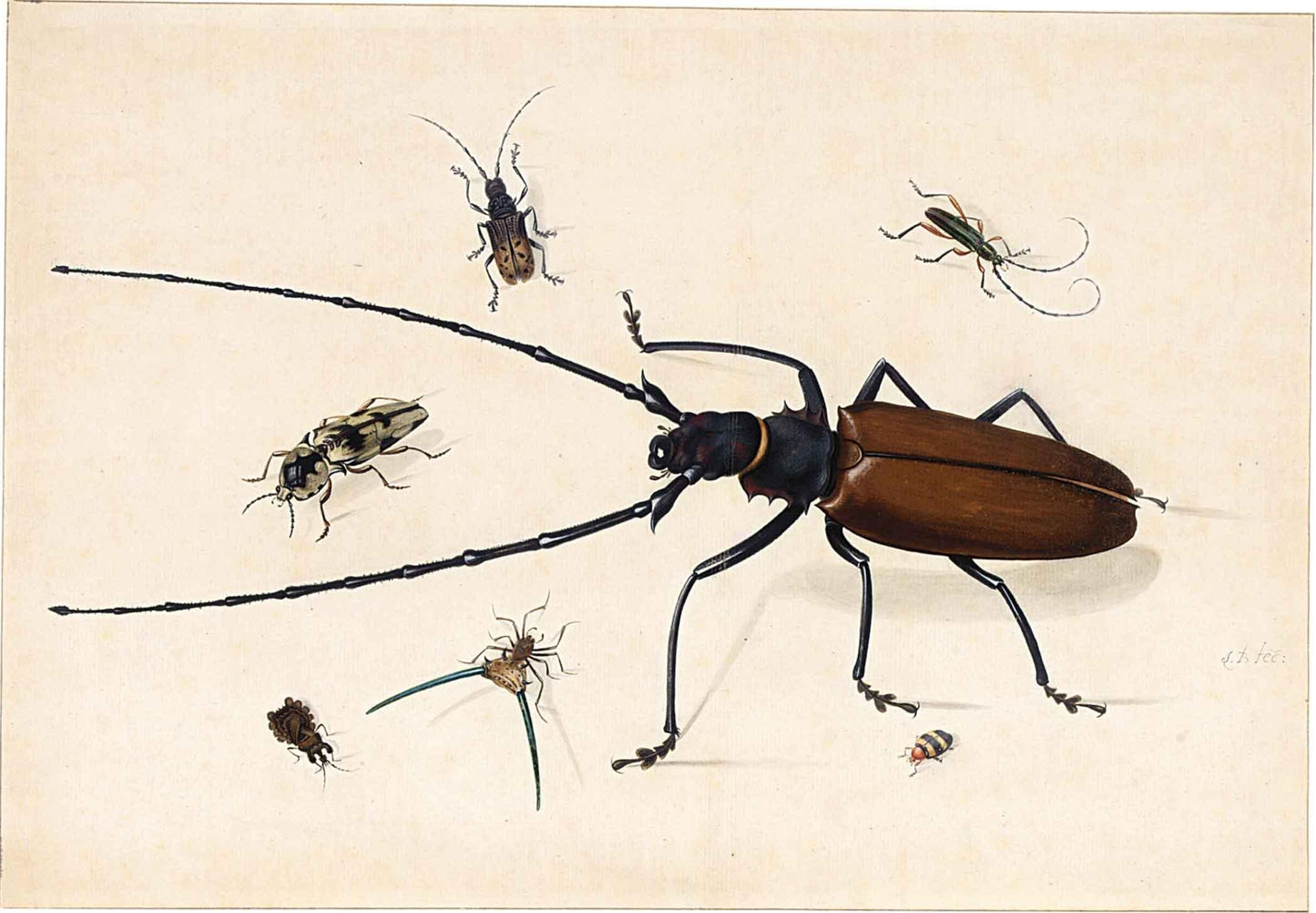 Seven Exotic Beetles, vintage artwork by Johannes van Bronckhorst, 12x8" (A4) Poster
