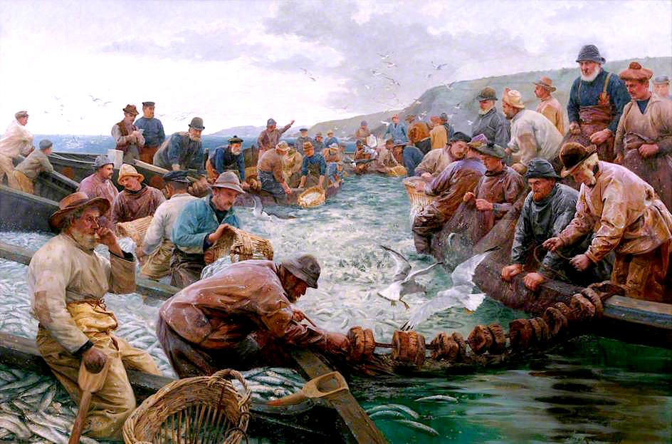 Tucking a School of Pilchards, vintage artwork by Percy Robert Craft, 12x8" (A4) Poster