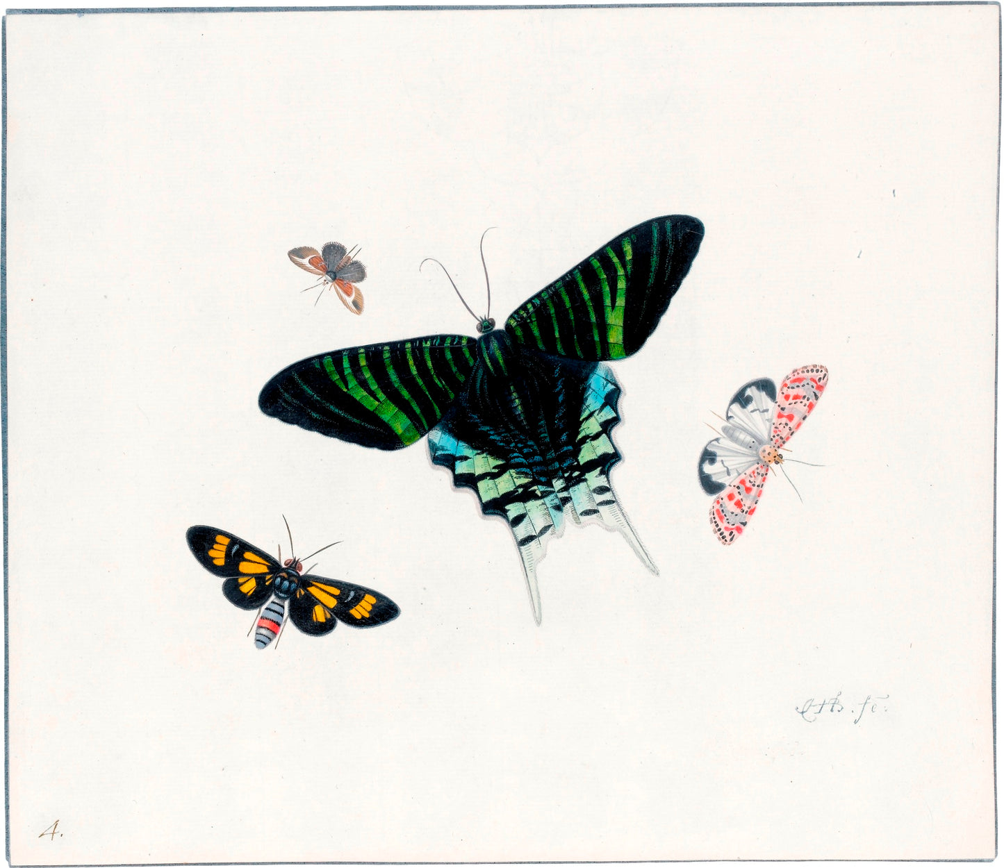Four Butterflies, vintage artwork by Herman Henstenburgh, 12x8" (A4) Poster
