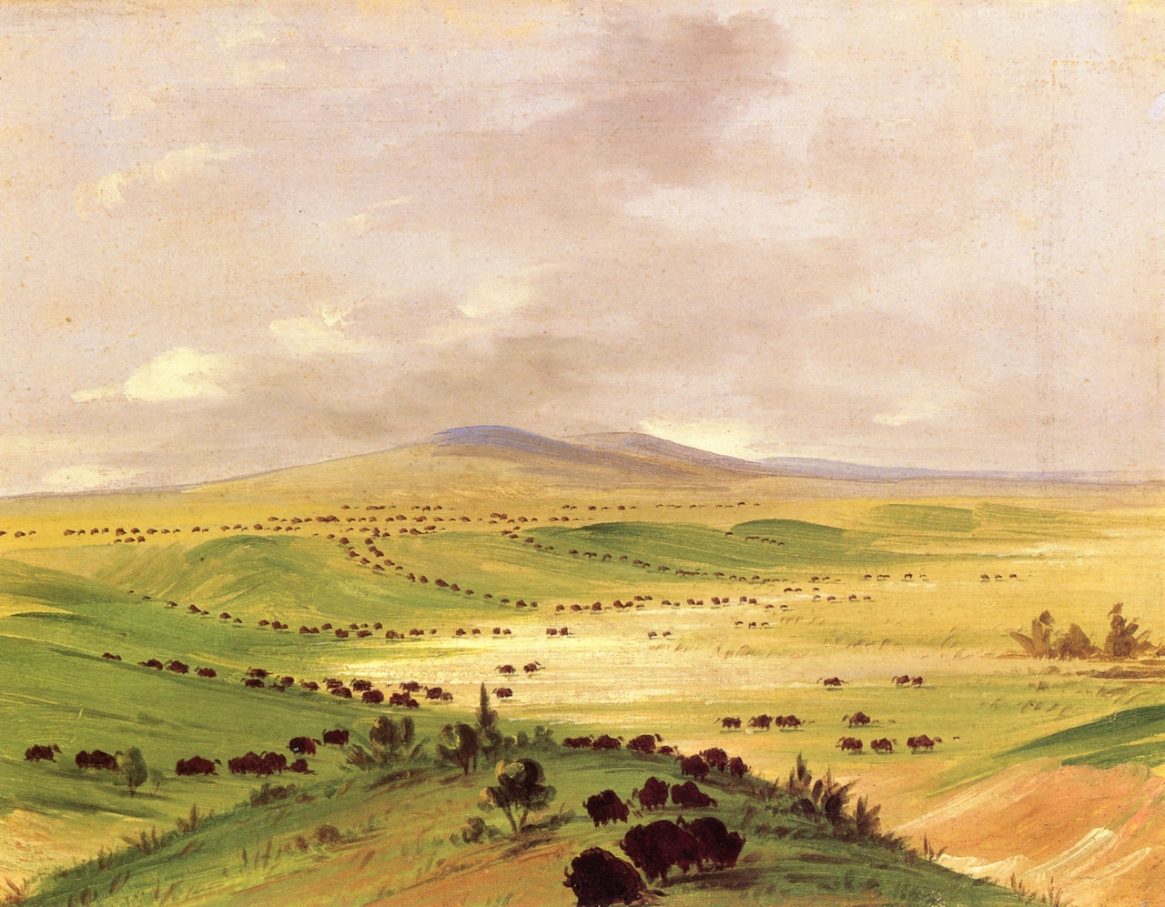 Buffaloes in the Salt Meadows, Upper Missouri, vintage artwork by George Catlin, A3 (16x12") Poster Print