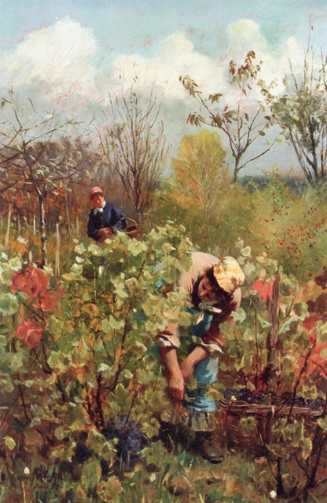 Harvesting Grapes, vintage artwork by Daniel Ridgway Knight, 12x8" (A4) Poster