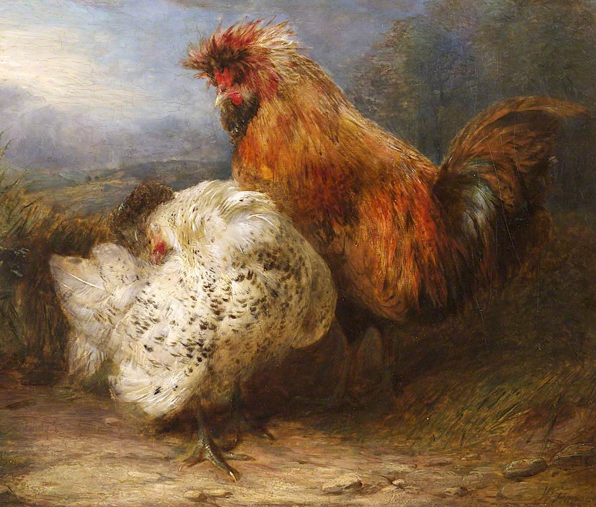 Cock and Hen, vintage artwork by William Huggins, A3 (16x12") Poster Print