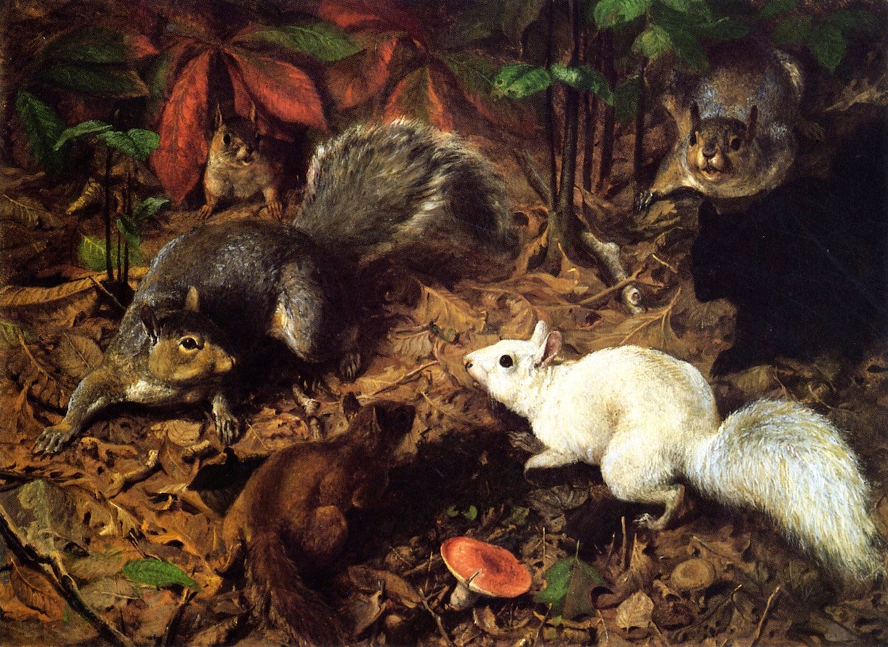 Squirrels, vintage artwork by William Holbrook Beard, 12x8" (A4) Poster