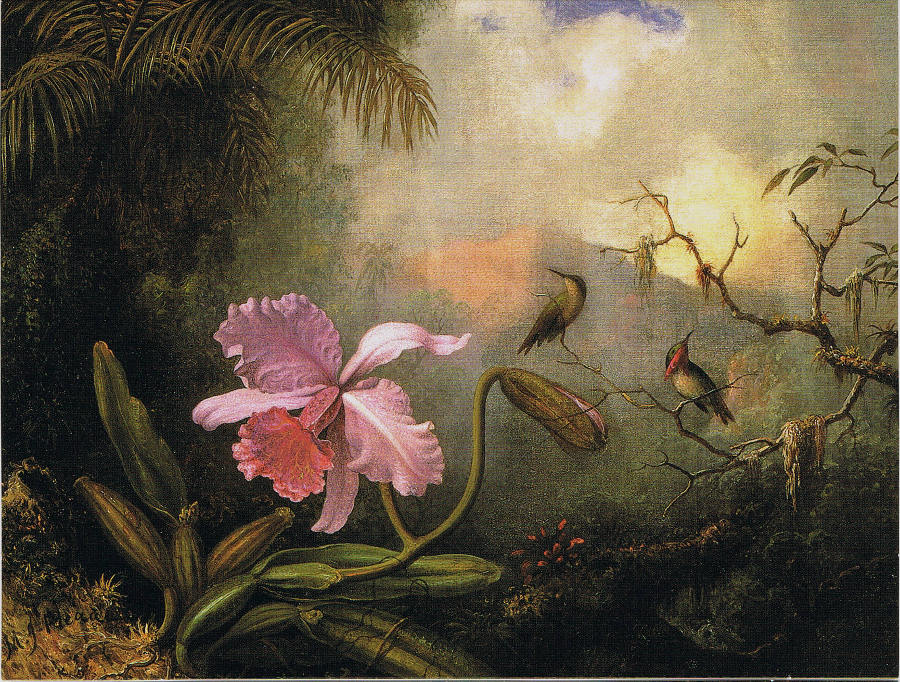 Cattleya Orchid with Two Hummingbirds, vintage artwork by Martin Johnson Heade, A3 (16x12") Poster Print