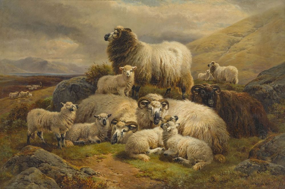 Sheep and lambs in the highlands, vintage artwork by William R. C. Watson, 12x8" (A4) Poster